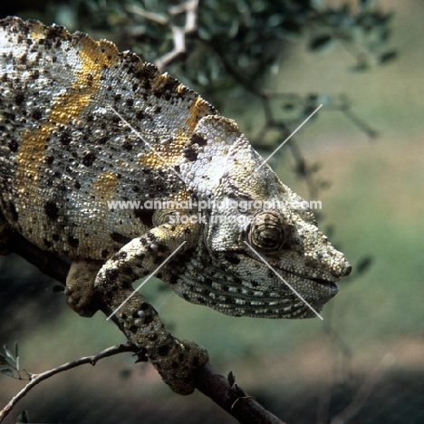 chameleon in africa