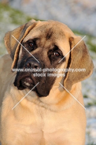 Mastiff puppy