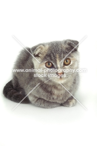 young blue Scottish Fold cat