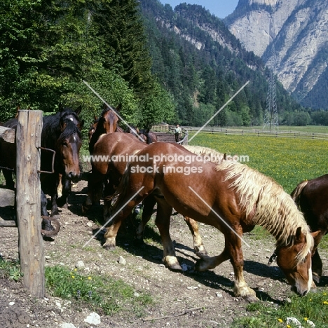 noric horses walking through gateway in austria