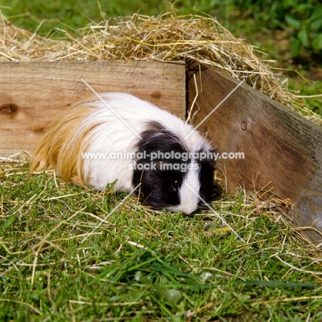 tortoiseshell and white peruvian guinea pig in a pen on grass