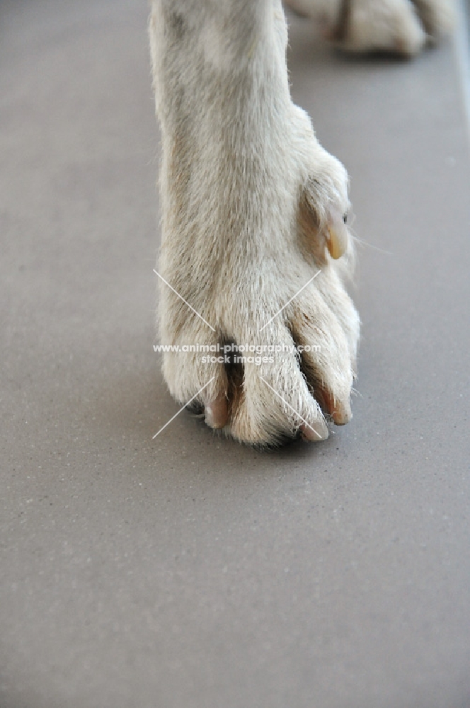close up of dewclaw