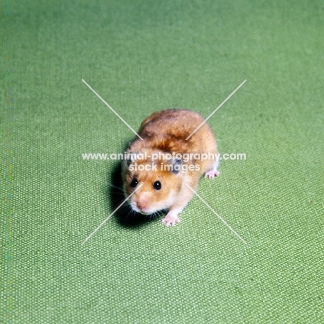 yellow satin hamster