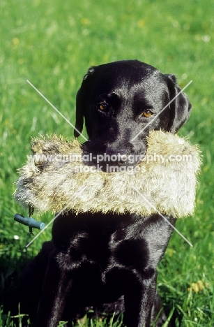 Black Labrador retriever with dummy