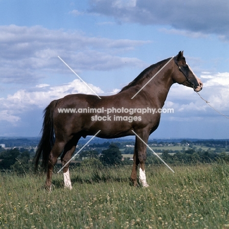 Blue Halo, Arab stallion UK full body 