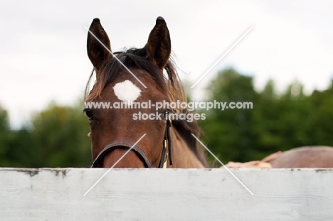 Appaloosa looking over fence