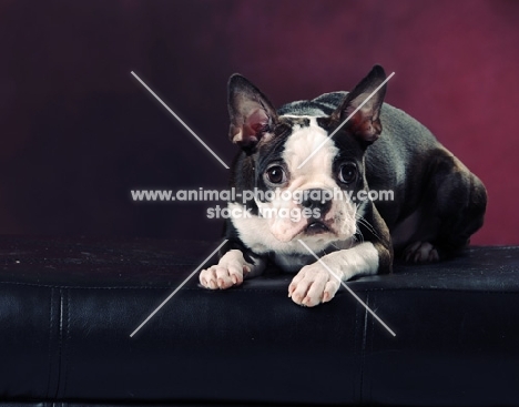 young Boston Terrier puppy in studio