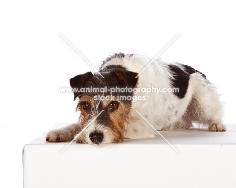 Jack Russell lying down