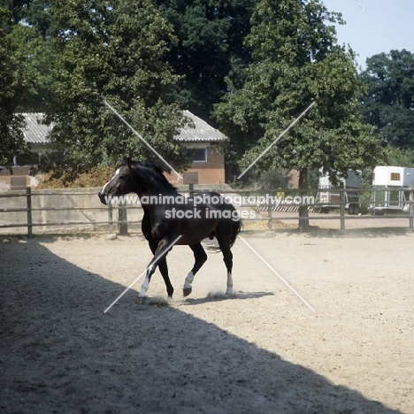 titus, oldenburg stallion in action