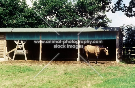 horse walking out of a field shelter