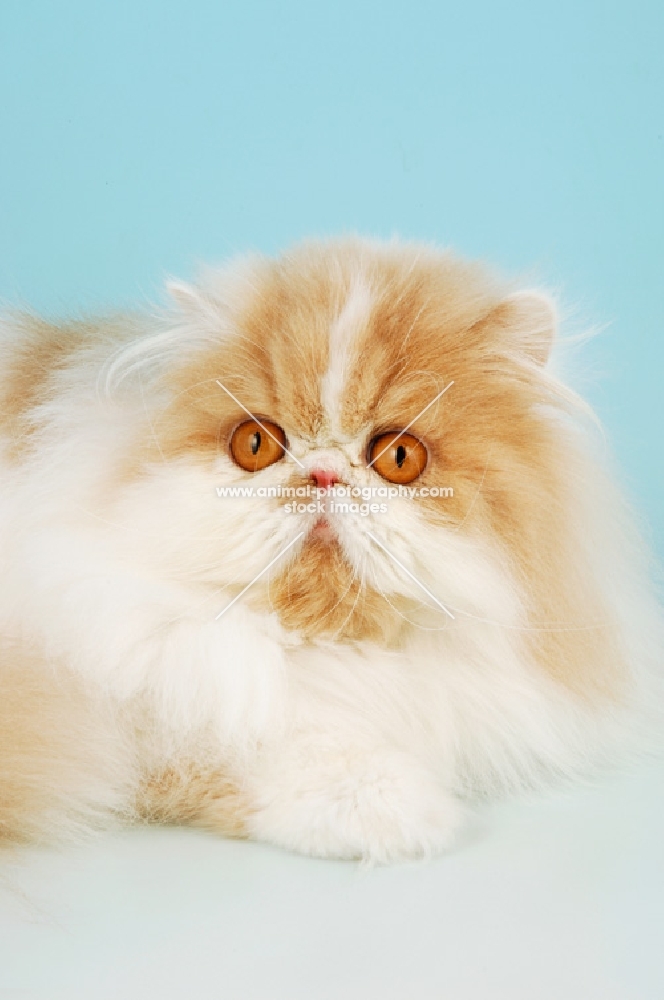 cream and white persian cat portrait