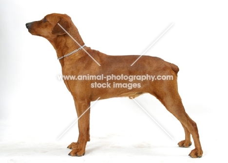 Australian Gr Champion red German Pinscher