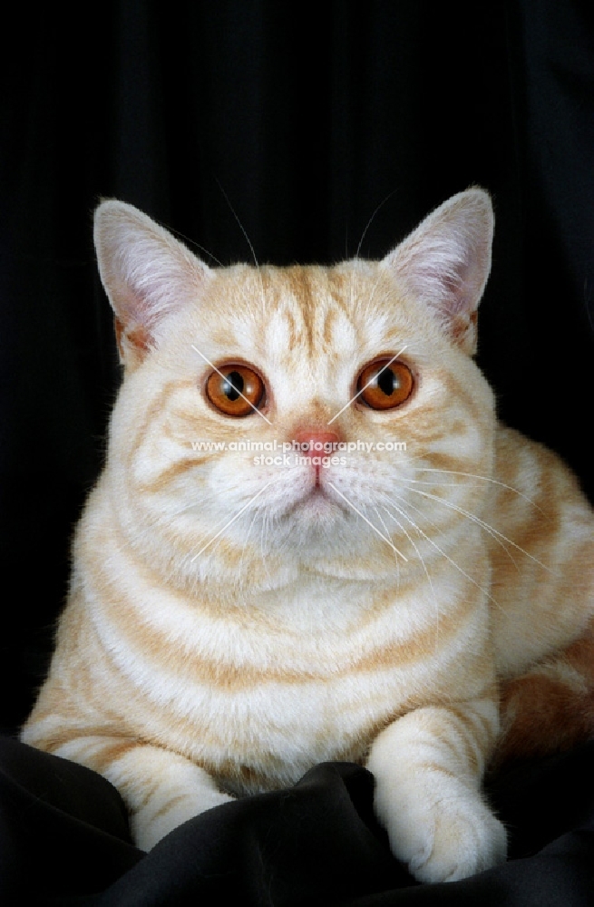 british shorthair, red silver tabby colour
