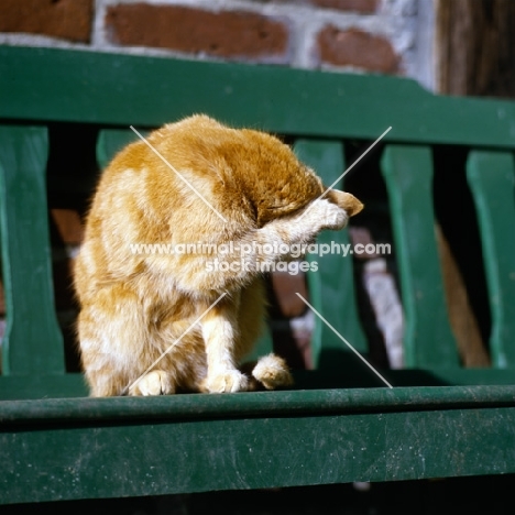 ginger cat washing