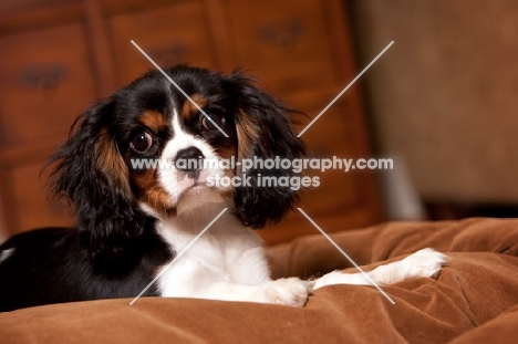 Cavalier King Charles spaniel lying on brown bedding