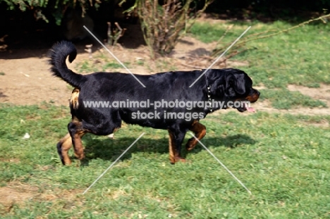undocked rottweiler trotting along with high tail carriage