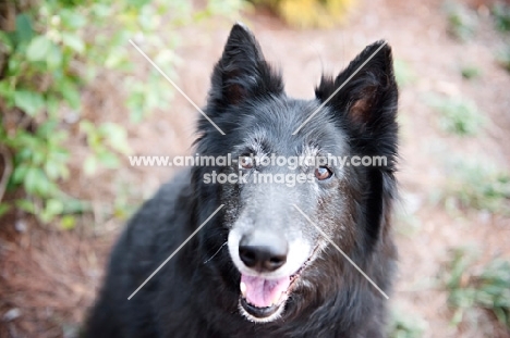 groenendael (belgian sheepdog) smiling