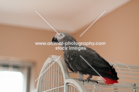 African Grey Parrot standing on its cage