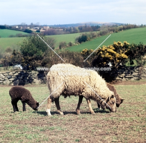 north ronaldsay ewe and lambs at hele farm devon