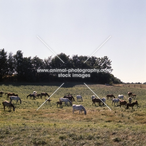 herd of Shagya Arabs grazing