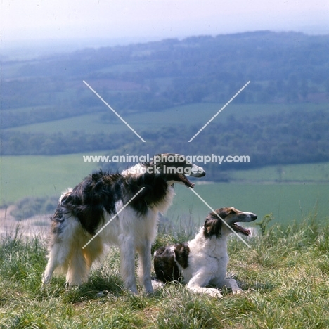 ch springett copper beech and kara of whitelillies, two borzois on the hillside