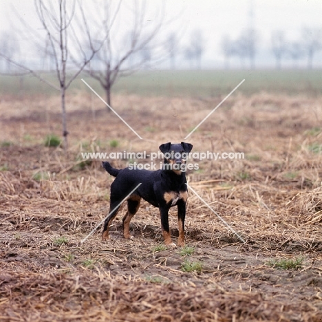 ger ch ethel vom alderhorst, german hunt terrier in field