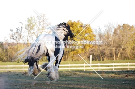 Gypsy Vanner back view