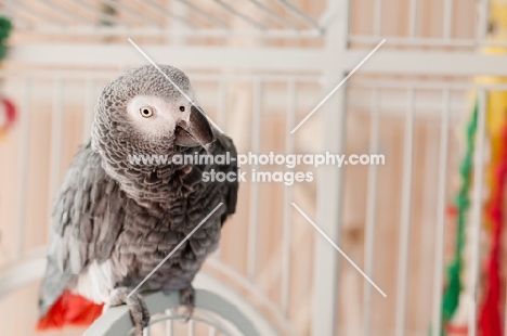 African Grey Parrot