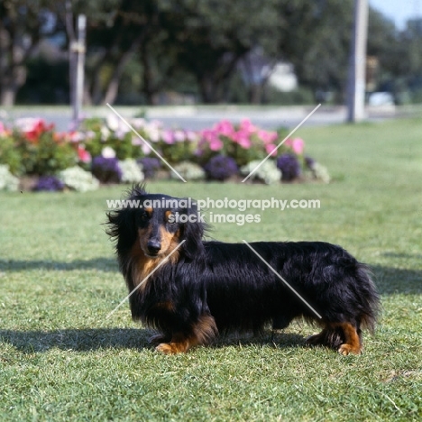 ch raleigh of bowerbank,  miniature long haired dachshund standing on grass