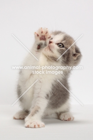 Blue Classic Tabby & White Scottish Fold kitten, one leg up