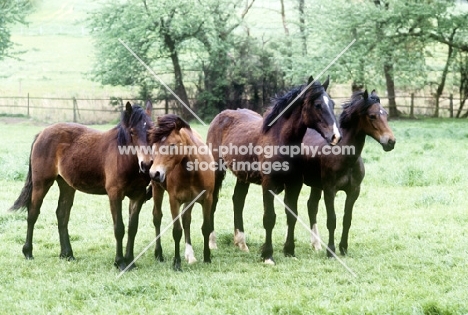 four welsh cob (section d), colts and fillies walking and watching