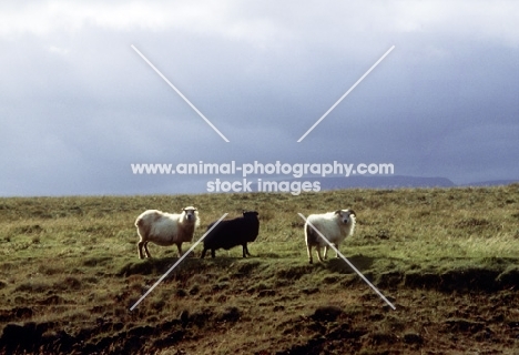 three iceland sheep in iceland