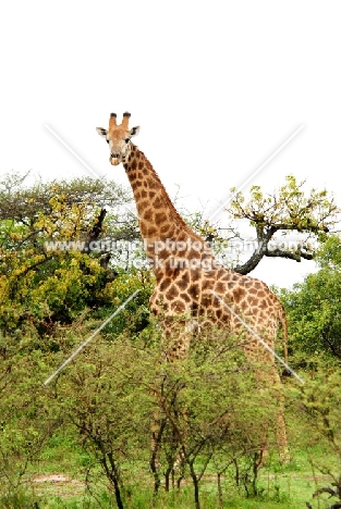 Giraffe