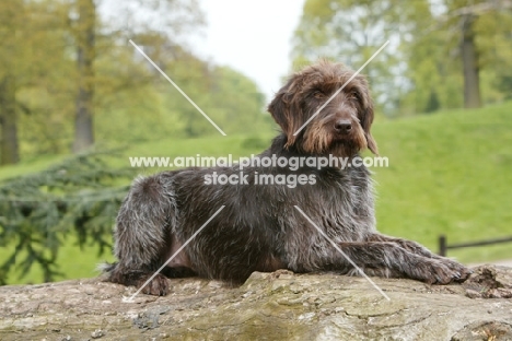 Korthals Griffon lying down on a rock