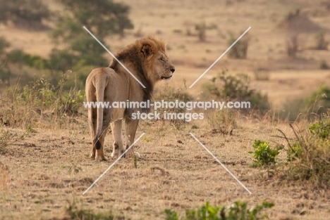 Male Lion surveying the area on an early morning in Masai Mara