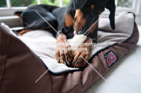 detail of doberman's paws holding bone