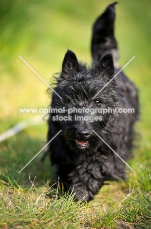 Scottish Terrier puppy running in a field