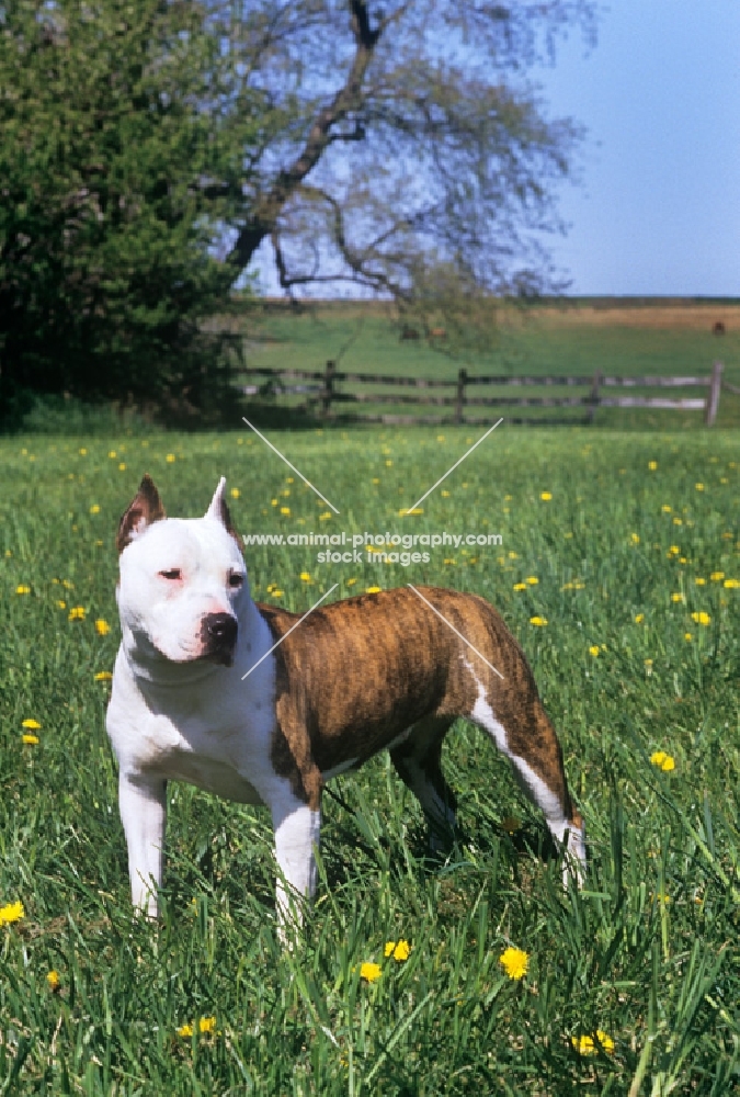 american staffordshire terrier, sligo's lady ann of am shire in usa