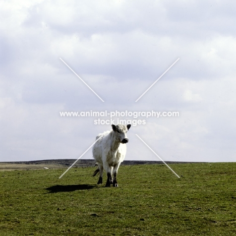 white galloway cow alone in field in scotland
