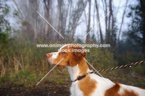 Brittany Spaniel on lead