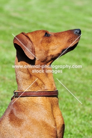 red Pinscher profile