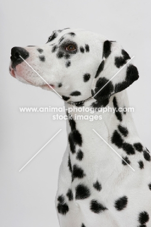 Dalmatian, head study on white background