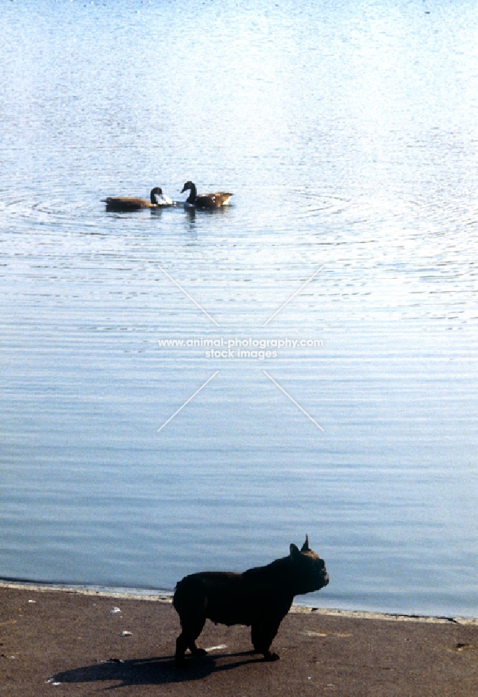 french bulldog beside lake with ducks in london