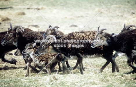 soay ewes and lamb trotting past on holy island, scotland