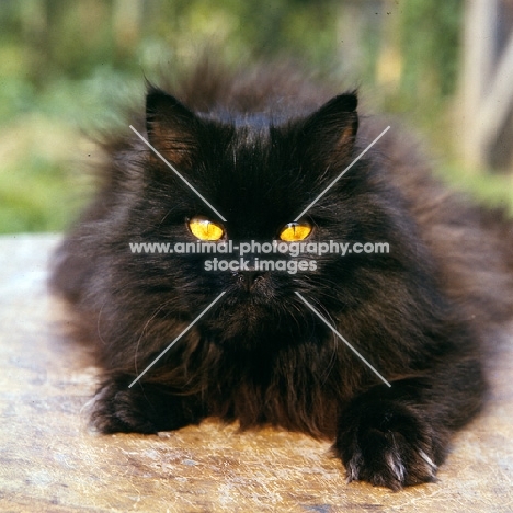black longhair cat
