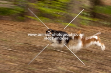 Cavalier King Charles Spaniels running