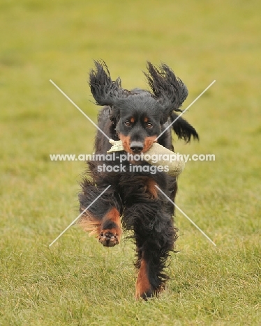 Gordon Setter running in grass towards camera
