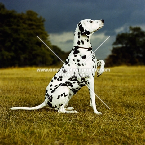 dalmatian sitting with paw up