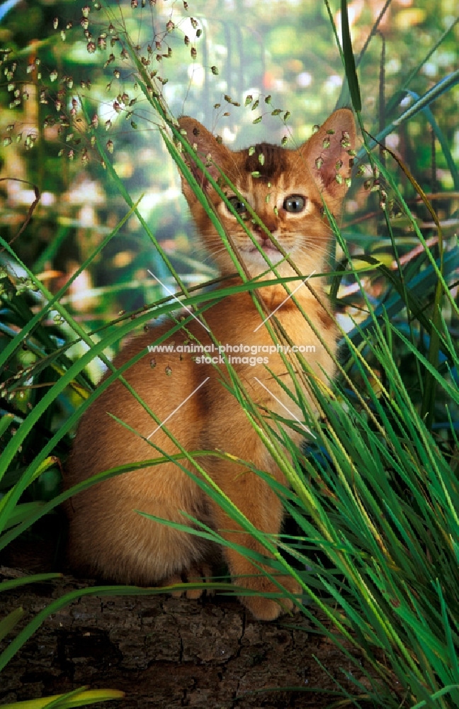 chocolate abyssinian kitten behind greenery
