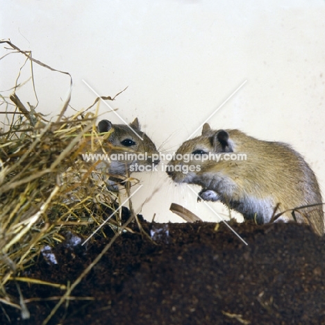 two gerbils, agouti colour, on peat with hay